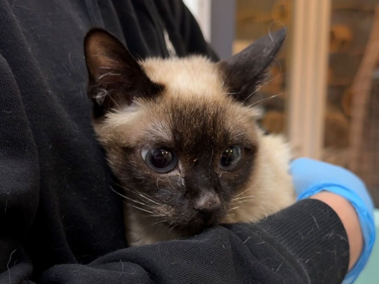 Із п'яти котів у будинку вижив лише один