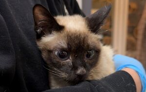 Із п'яти котів у будинку вижив лише один