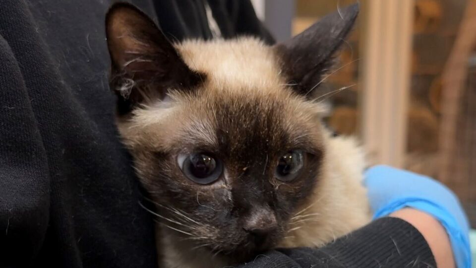 Из пяти кошек в доме выжила только одна