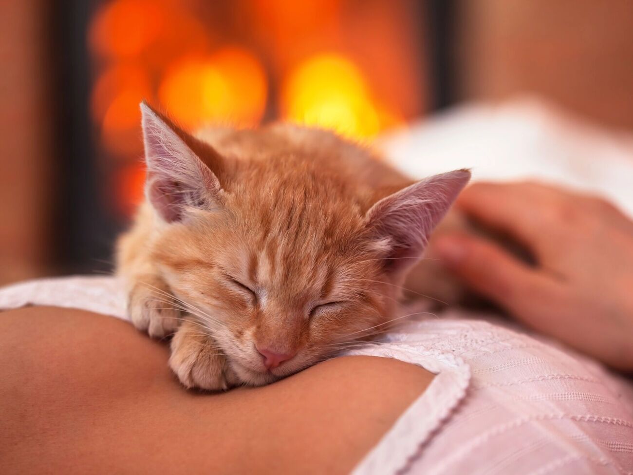 Хозяева кошек меньше испытывают отрицательные эмоции и чувство одиночества, чем люди без кошек