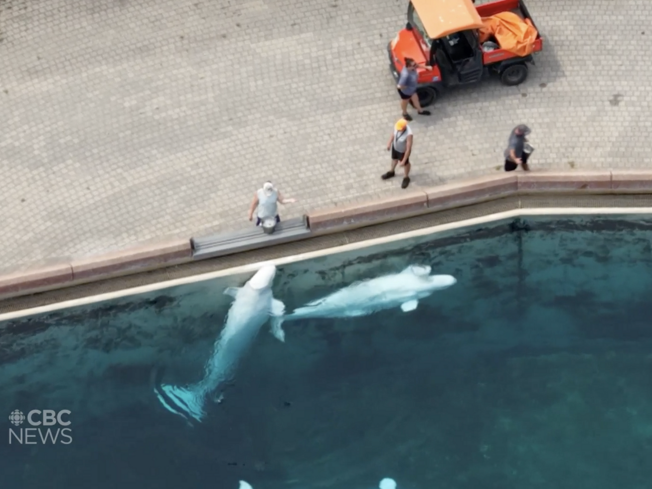 Парк з білухами, який зараз закритий і виставлений на продаж, заявив, що він не має грошей на утримання тварин