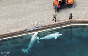 Парк з білухами, який зараз закритий і виставлений на продаж, заявив, що він не має грошей на утримання тварин