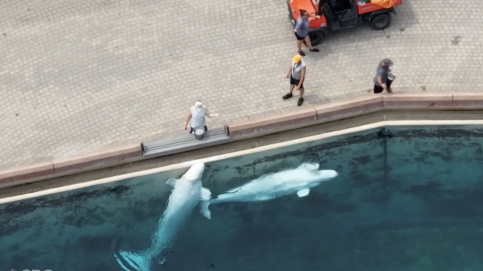 Парк с белухами, который сейчас закрыт и выставлен на продажу, заявил, что у него нет денег на содержание животных