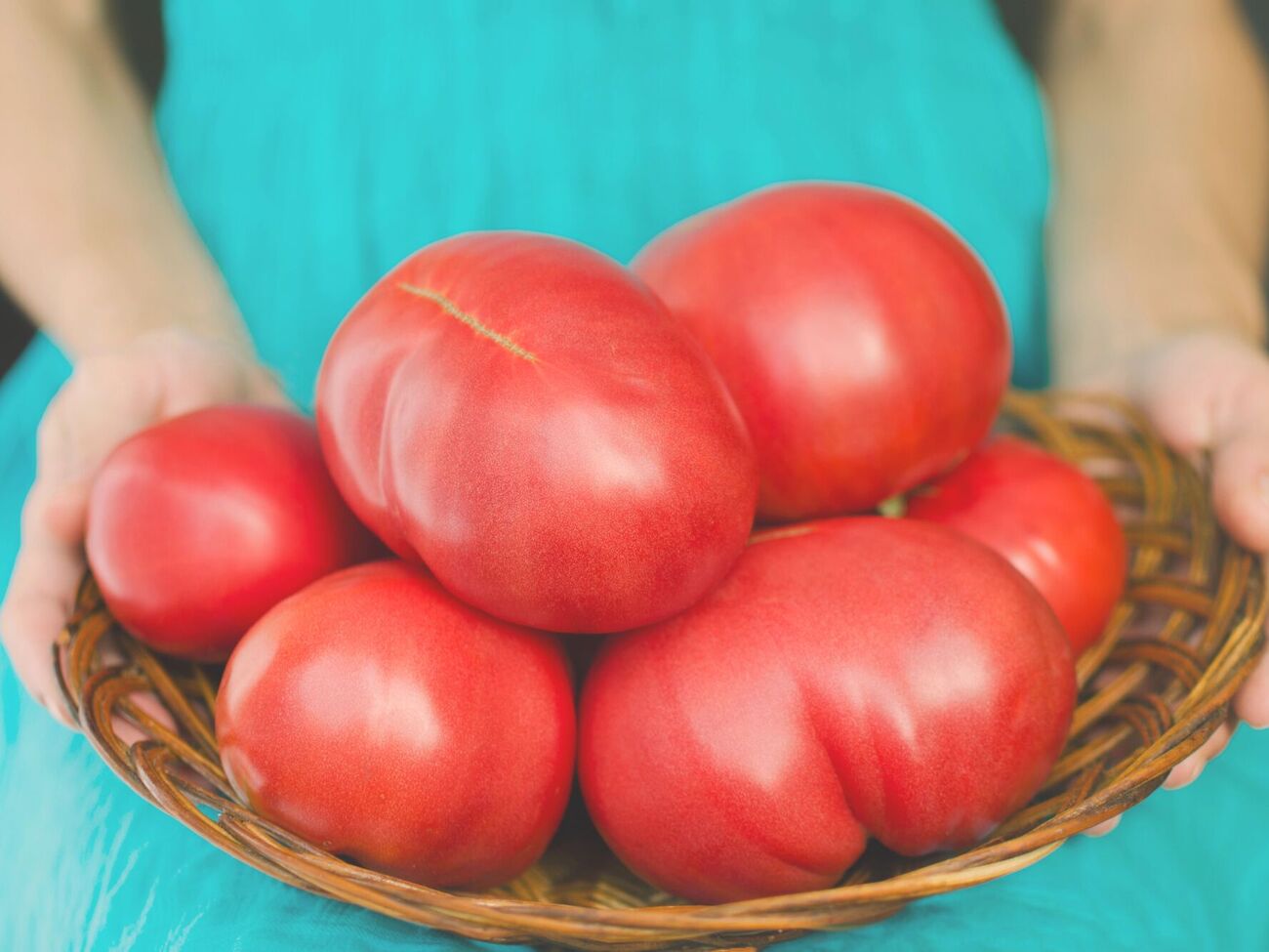 Большие сладкие томаты можно получить с собственного огорода