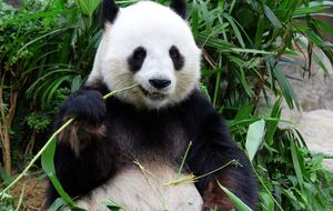 Если хочется обнять весь мир, называйте себя милой пандой