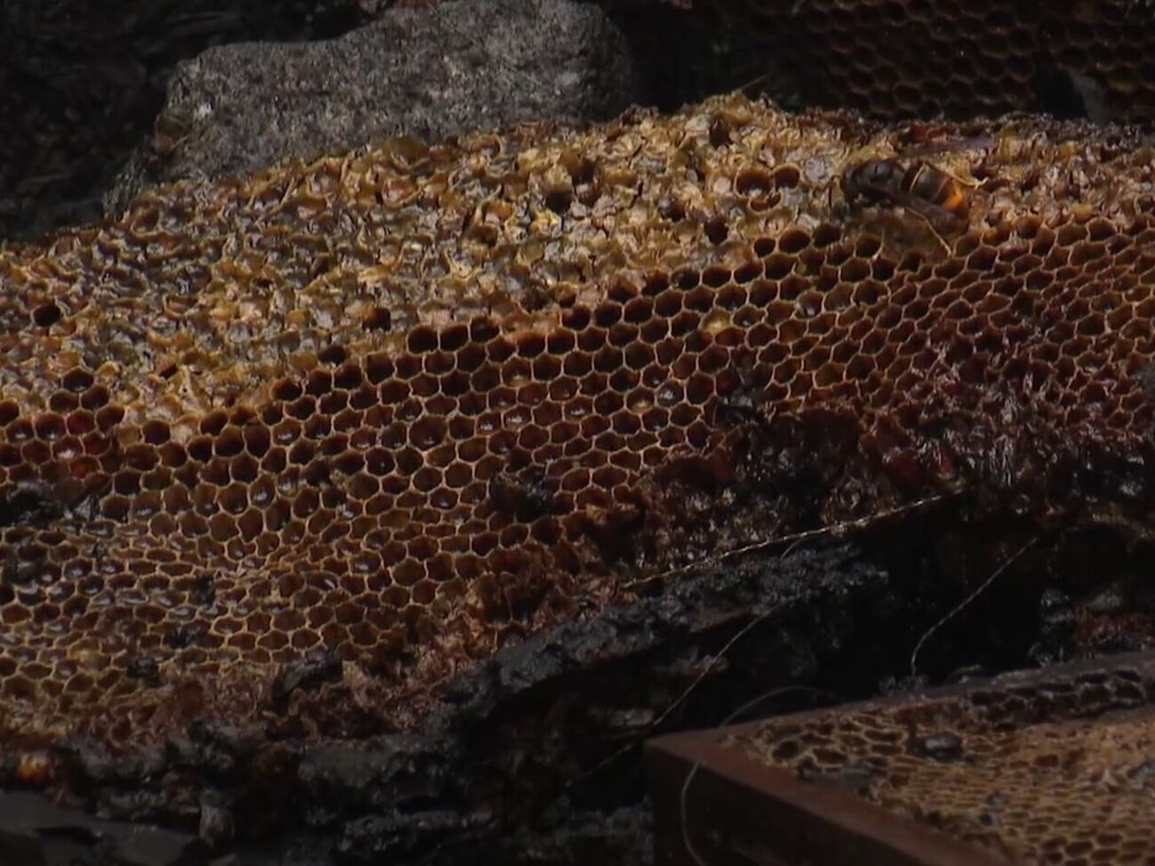 Пчеловод из Алмере примерно девять лет занимался ульями, которые сгорели