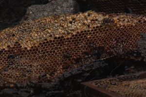 Пчеловод из Алмере примерно девять лет занимался ульями, которые сгорели