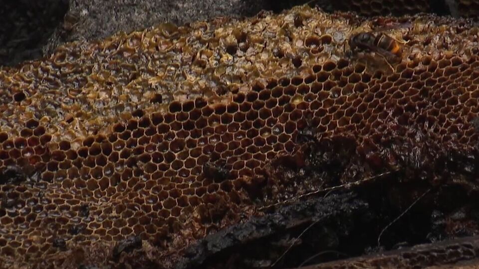 Пчеловод из Алмере примерно девять лет занимался ульями, которые сгорели