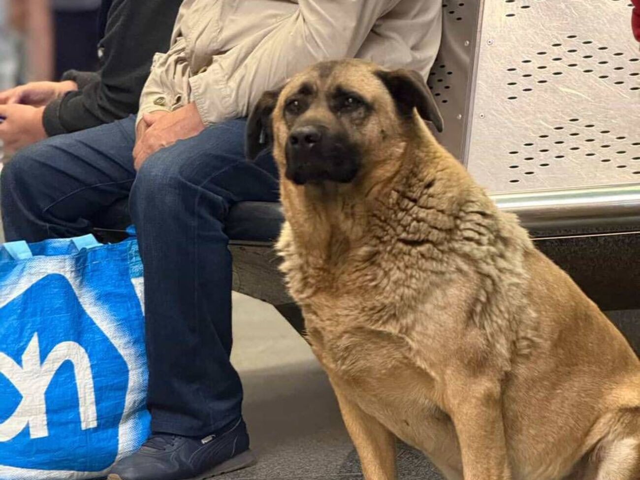 Мише нашли новый дом