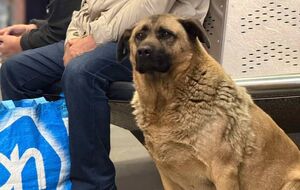 Мише нашли новый дом