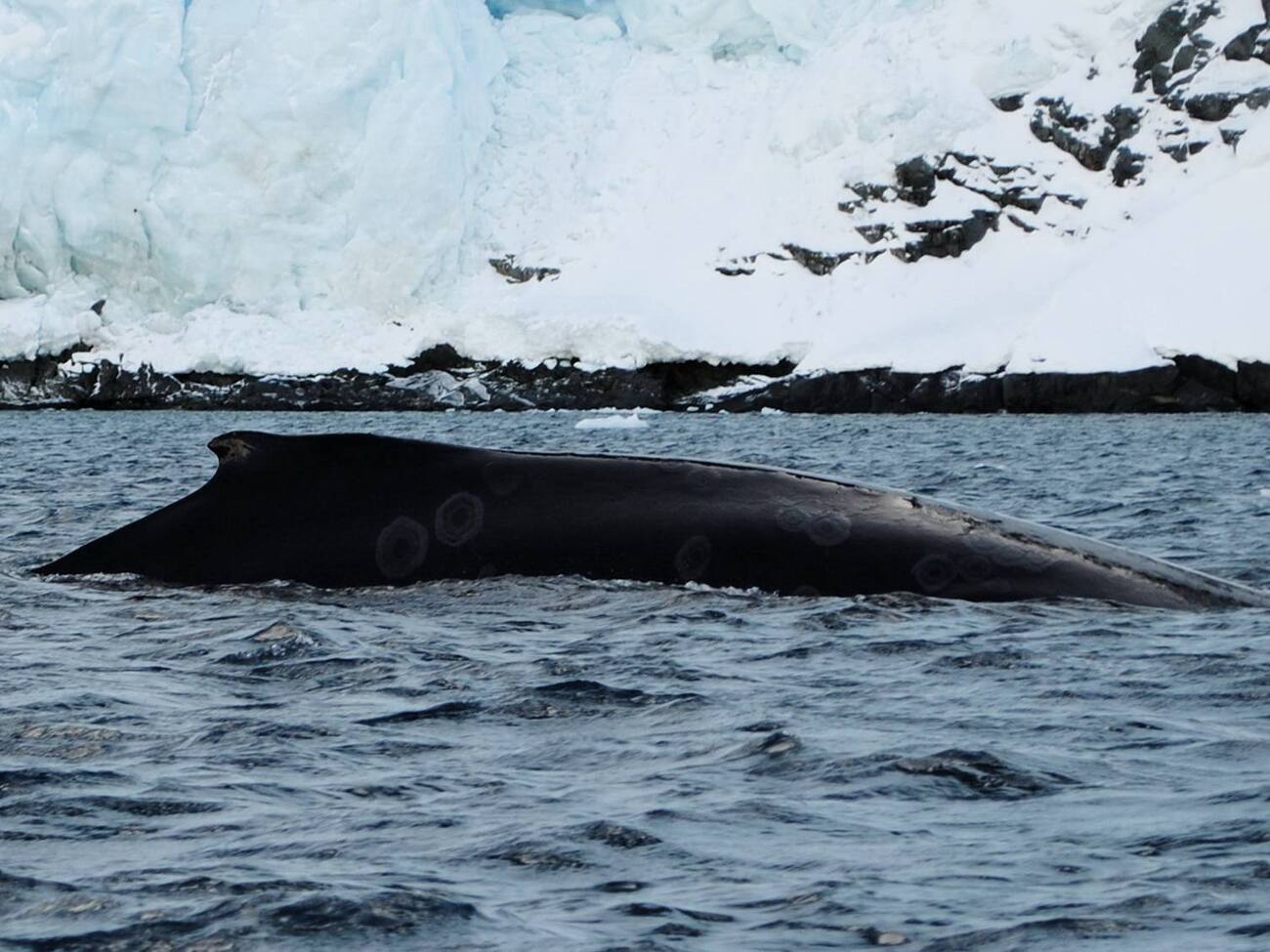 Ученые зафиксировали возвращение китов