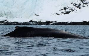 Науковці зафіксували повернення китів