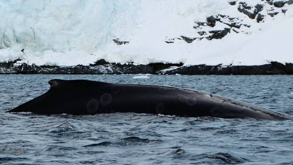 Ученые зафиксировали возвращение китов