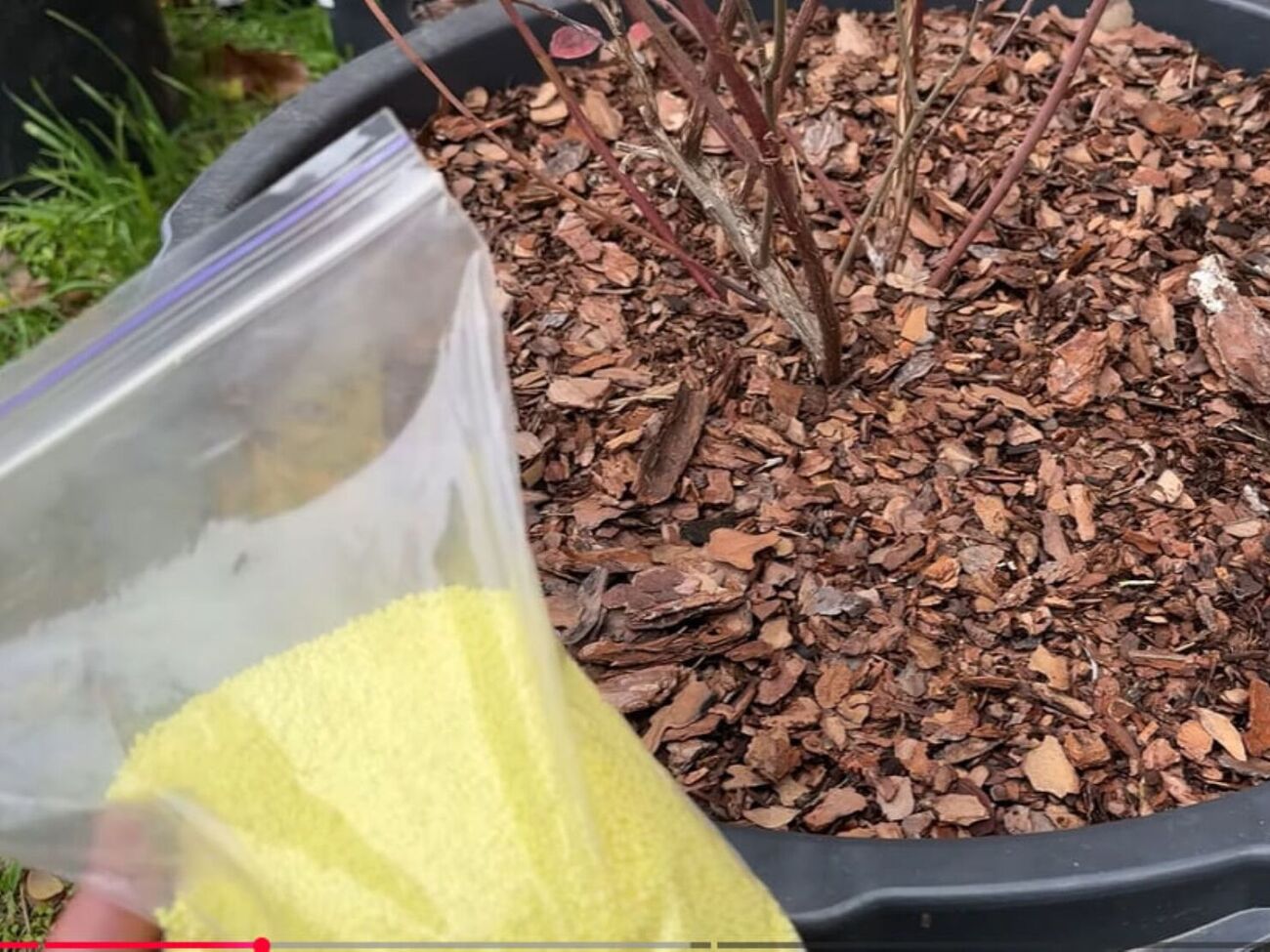 Насыпать серу лучше вокруг куста подальше от корней, чтобы не было ожогов