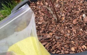 Насыпать серу лучше вокруг куста подальше от корней, чтобы не было ожогов