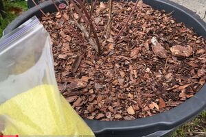 Насыпать серу лучше вокруг куста подальше от корней, чтобы не было ожогов