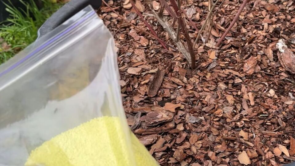 Насыпать серу лучше вокруг куста подальше от корней, чтобы не было ожогов