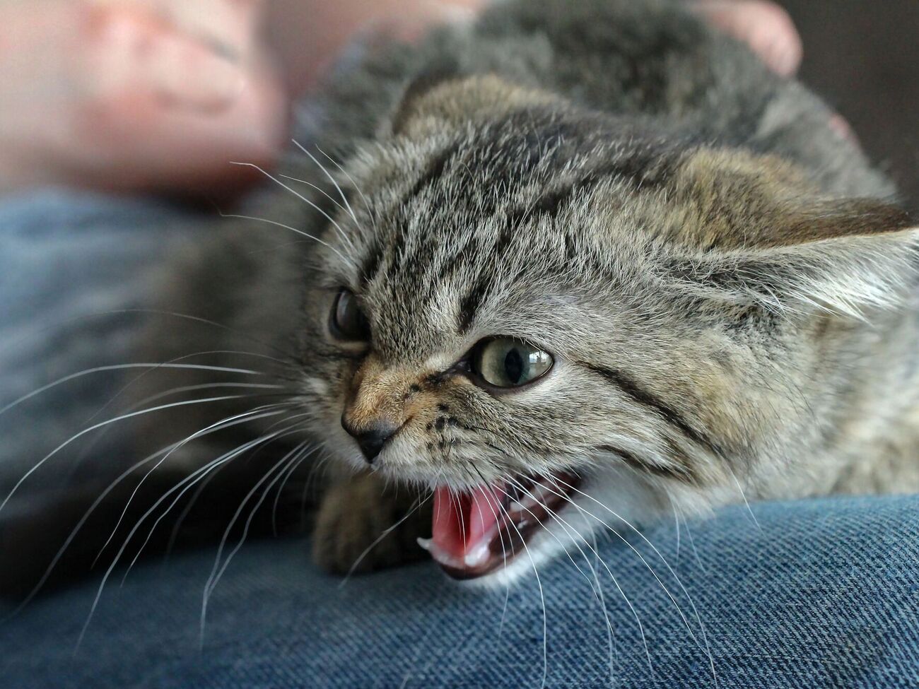 Возвращаясь с кладбища, женщина подобрала бездомного котенка, который ее укусил