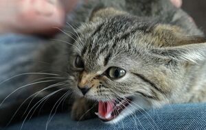 Возвращаясь с кладбища, женщина подобрала бездомного котенка, который ее укусил