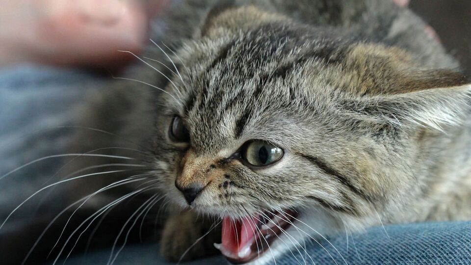 Возвращаясь с кладбища, женщина подобрала бездомного котенка, который ее укусил