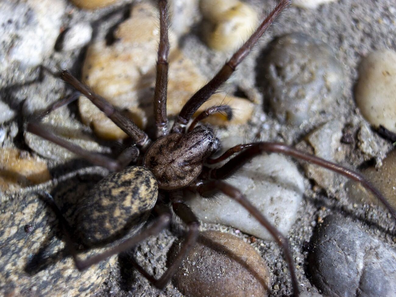 Найденная паутина простирается более чем на 100 м²