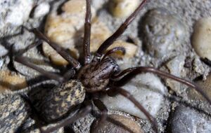 Найденная паутина простирается более чем на 100 м²