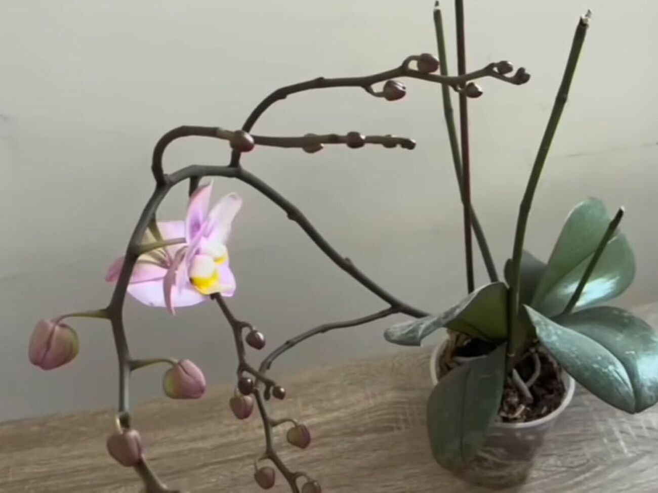 Осенью стоит помыть листья орхидеи лимонной водой