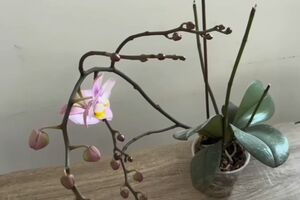 Восени варто помити листя орхідеї лимонною водою