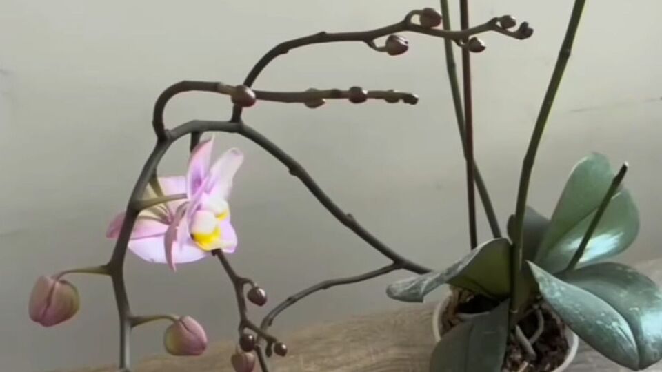 Осенью стоит помыть листья орхидеи лимонной водой