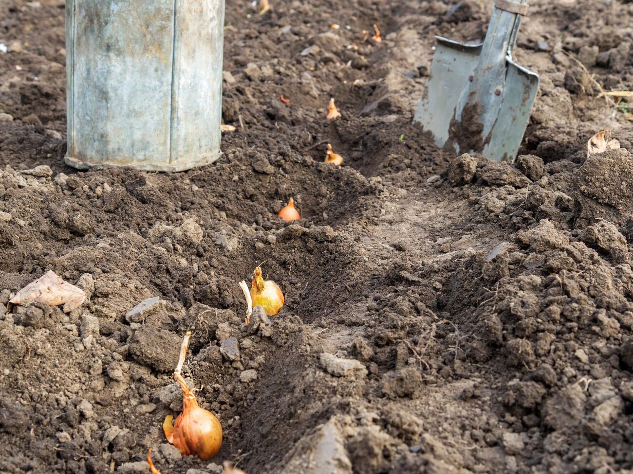 Во время посадки лук можно подкормить экологически чистым удобрением на растительной основе "Экоплант"