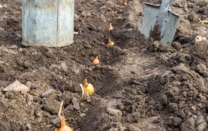 Во время посадки лук можно подкормить экологически чистым удобрением на растительной основе "Экоплант"