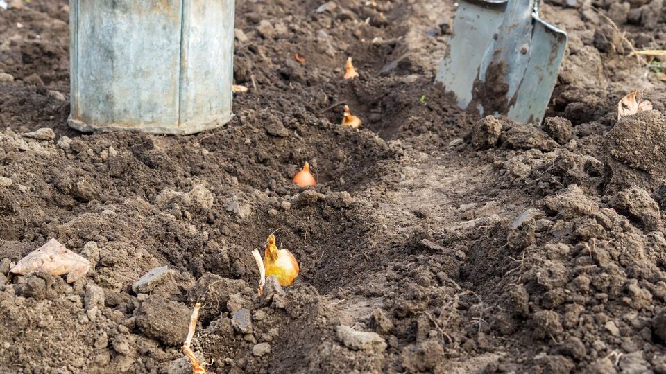 Во время посадки лук можно подкормить экологически чистым удобрением на растительной основе "Экоплант"