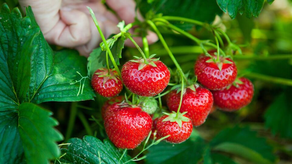 Клубника даст отличный урожай