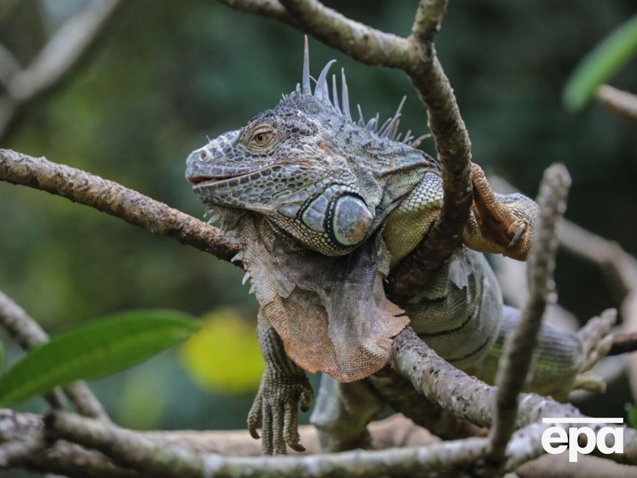 Из-за холода игуаны во Флориде впадают в "состояние спячки"