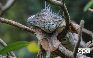 Из-за холода игуаны во Флориде впадают в "состояние спячки"