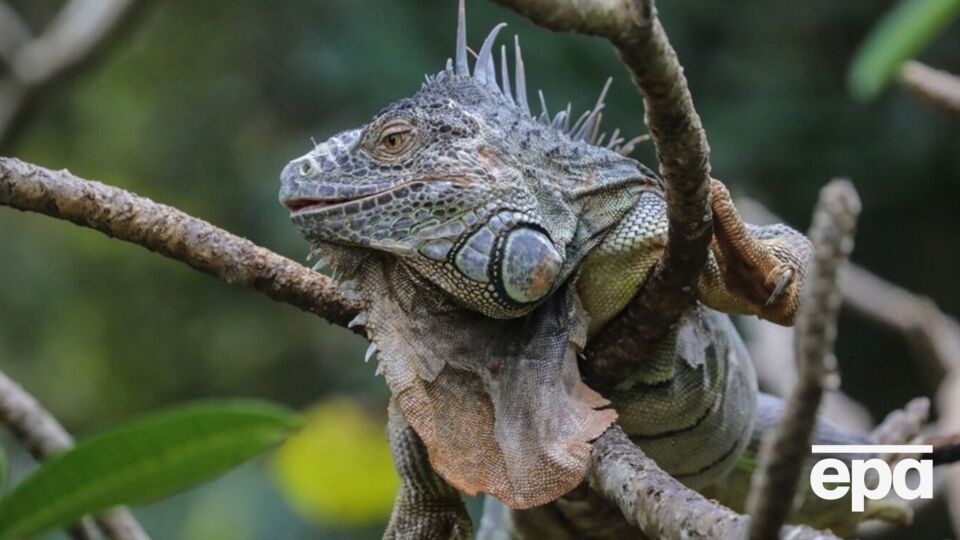 Из-за холода игуаны во Флориде впадают в "состояние спячки"