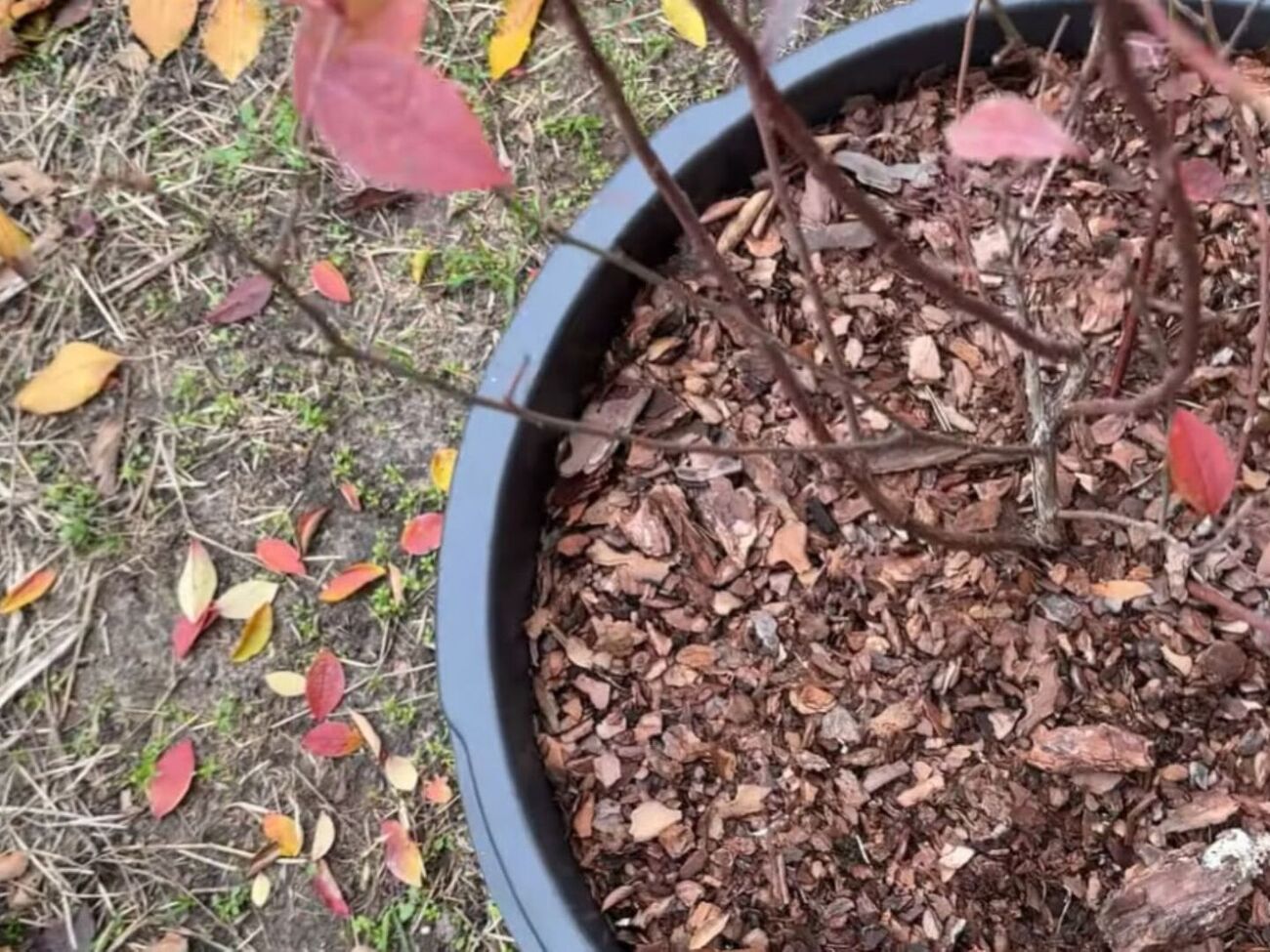 Голубику нужно поливать постепенно, ожидая, пока вода просочится