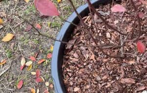 Голубику нужно поливать постепенно, ожидая, пока вода просочится