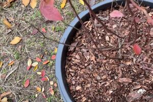 Лохину потрібно поливати поступово, очікуючи, поки вода просочиться