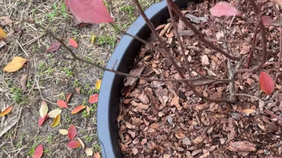 Голубику нужно поливать постепенно, ожидая, пока вода просочится