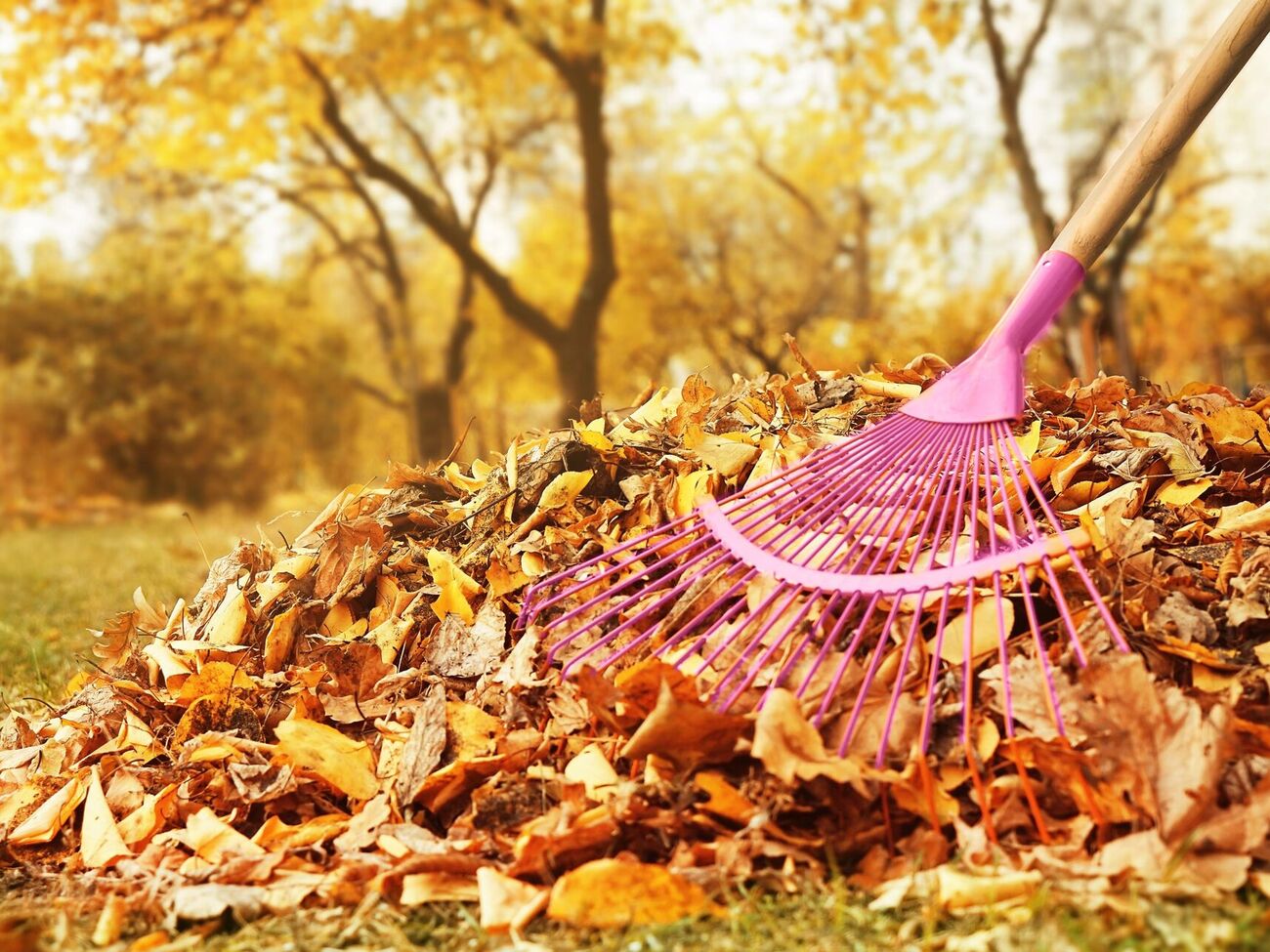 Листья могут приносить пользу или навредить