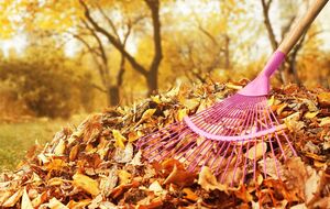 Листья могут приносить пользу или навредить