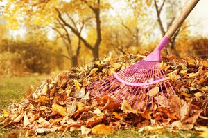 Листя може бути корисним або нашкодити