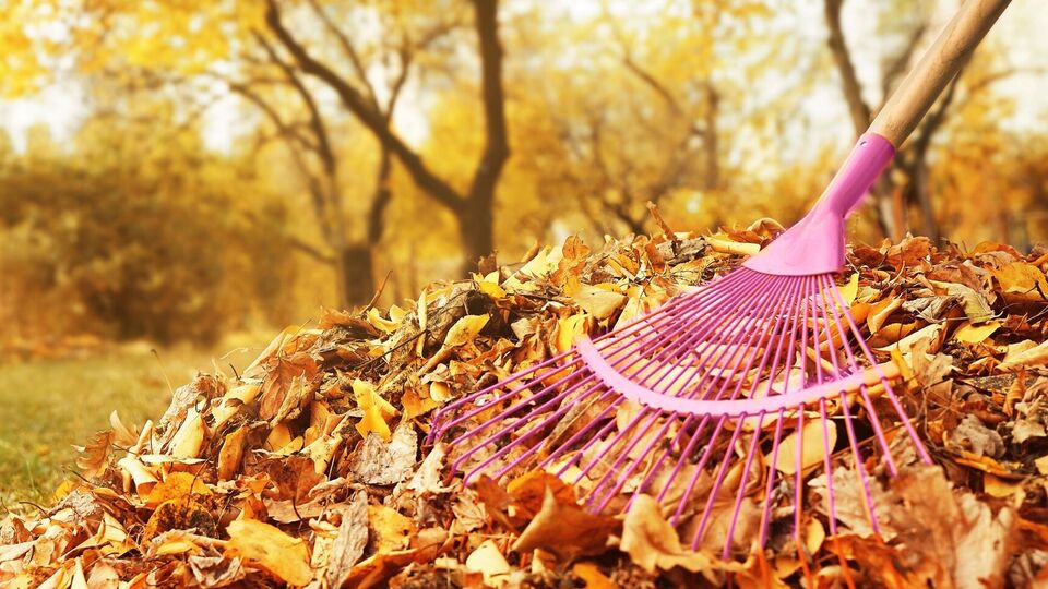 Листья могут приносить пользу или навредить