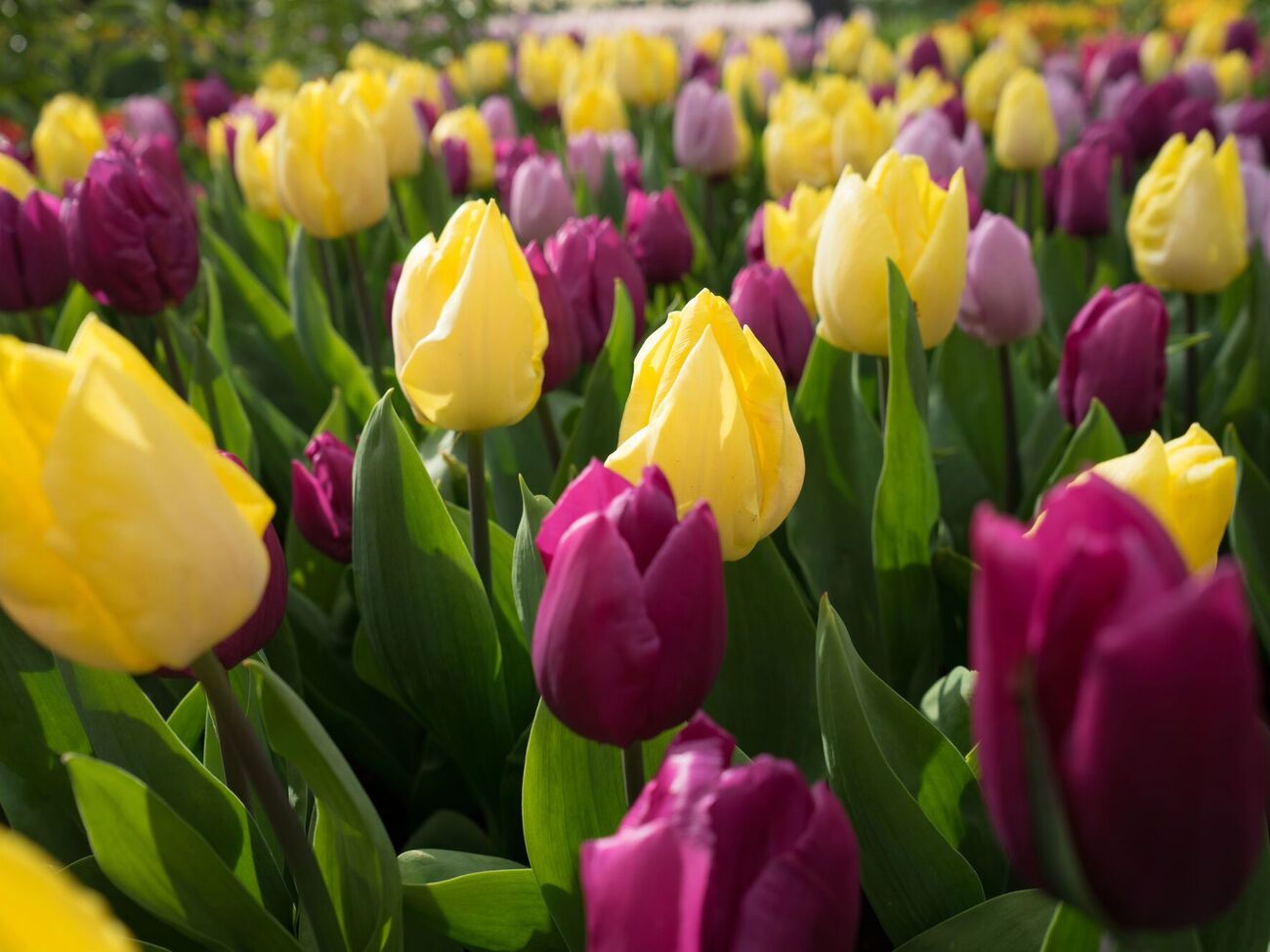 Если посадить луковицы тюльпанов по всем правилам, даже слабая луковица даст цветок