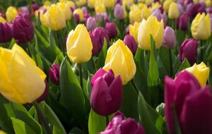 Если посадить луковицы тюльпанов по всем правилам, даже слабая луковица даст цветок