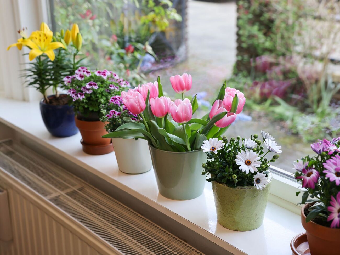 Для подкормки нужны аспаркам, янтарная кислота и глицин