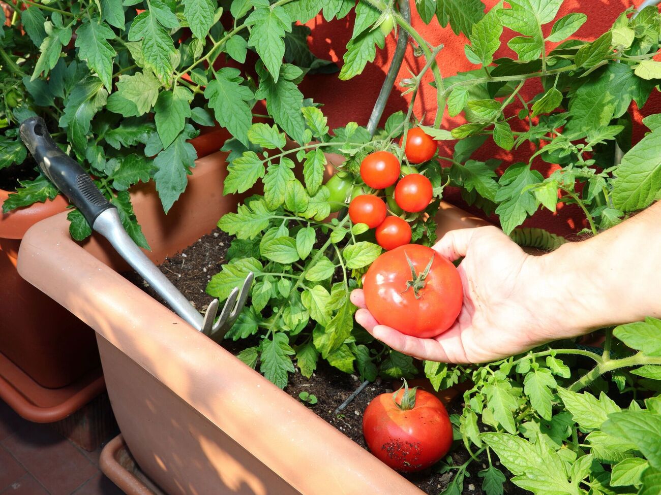 Домашние томаты будут даже зимой