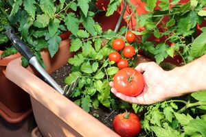 Домашні томати будуть навіть узимку