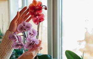 Орхидея будет роскошной при благоприятных условиях